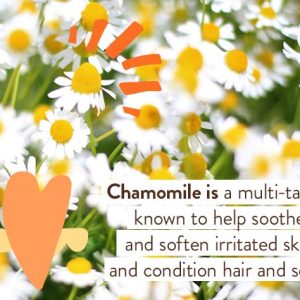 Babo Botanicals Sensitive Baby Fragrance-Free Diaper Cream - 25% Natural Zinc Oxide - Calendula, Shea & Cocoa Butter - EWG Verified - Vegan - 6